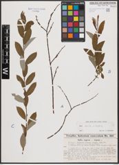 Salix aurita L. x Salix repens L.